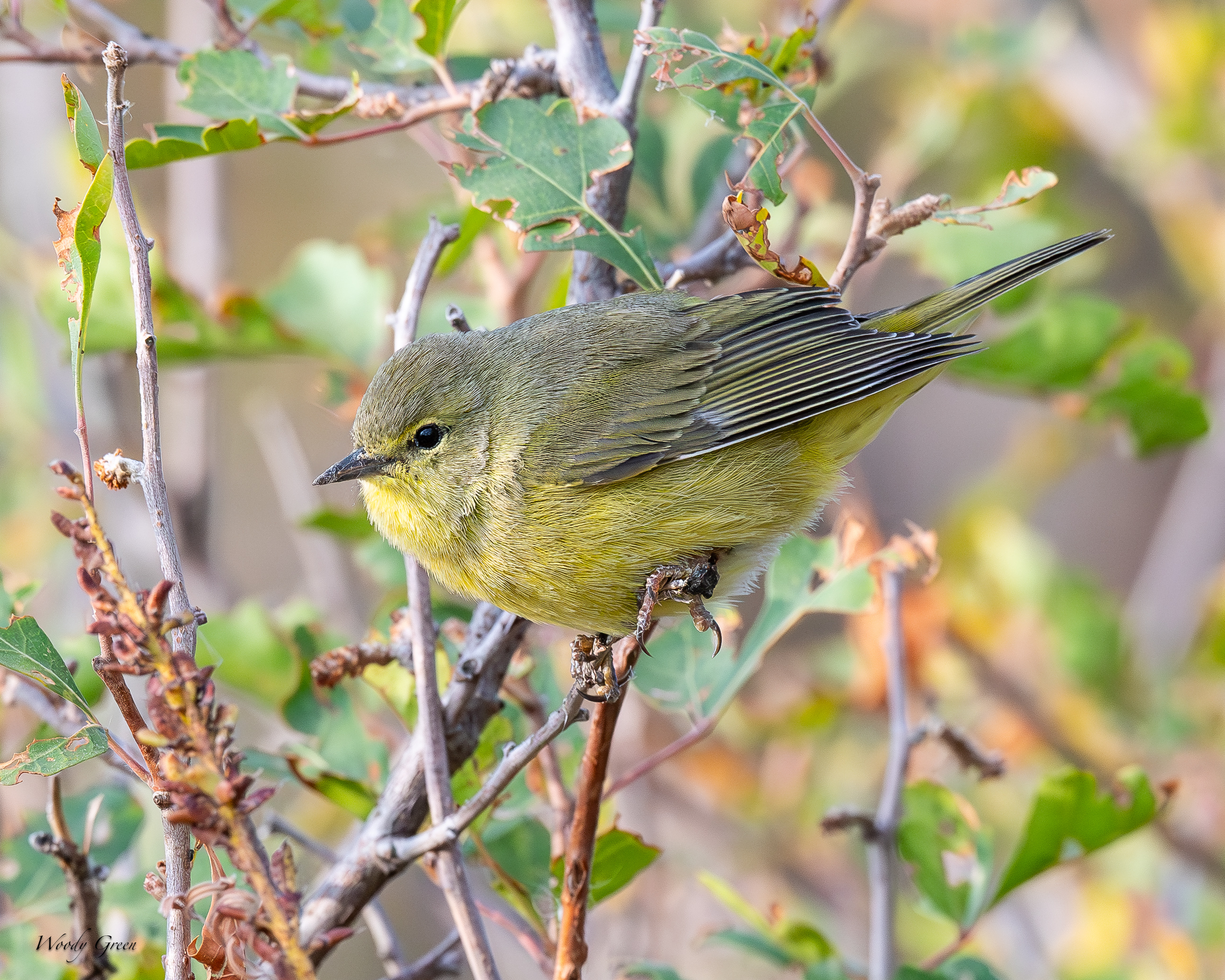 Orange-crownedWarbler-131.jpg