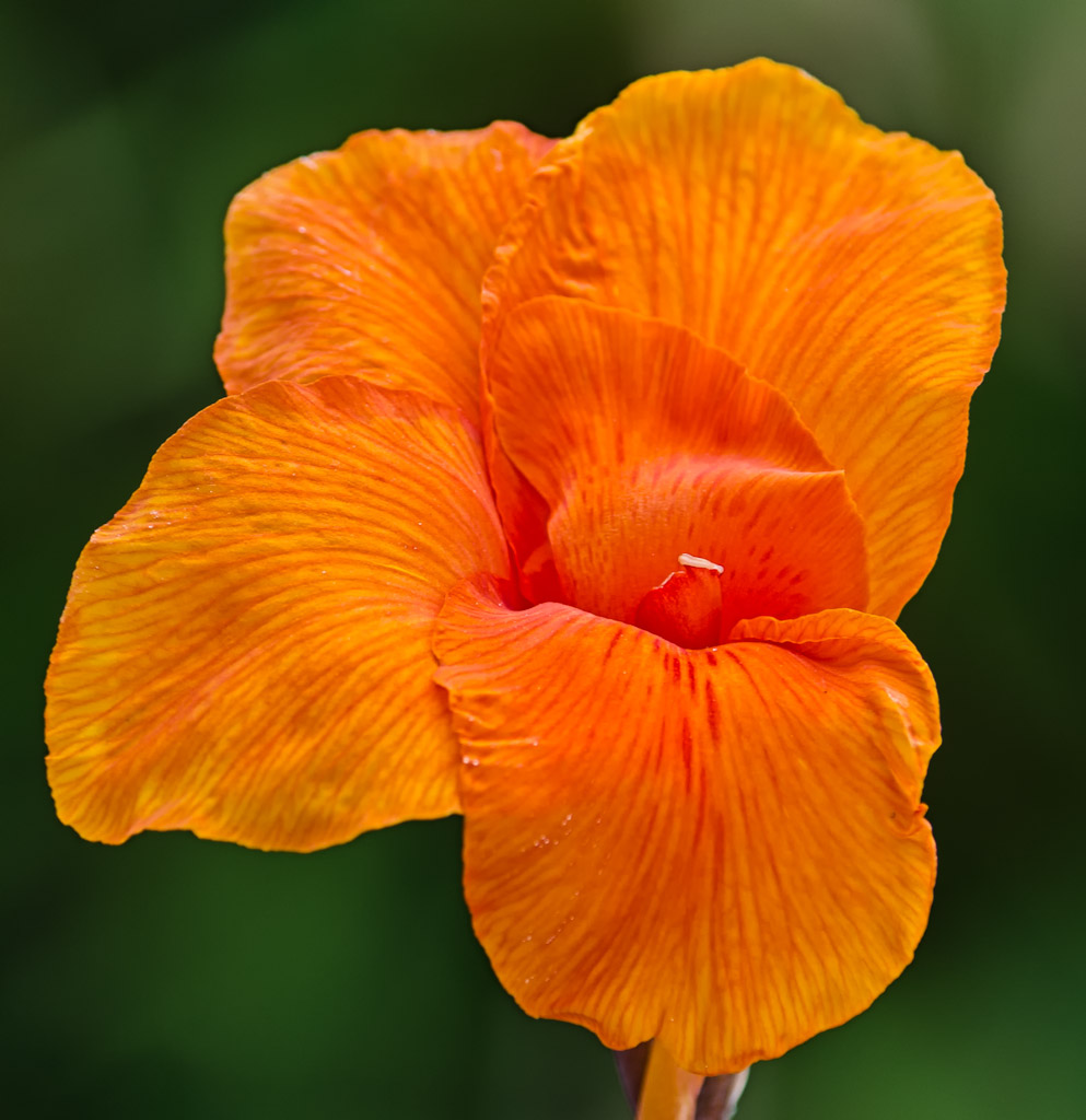 orange-flower-1.jpg