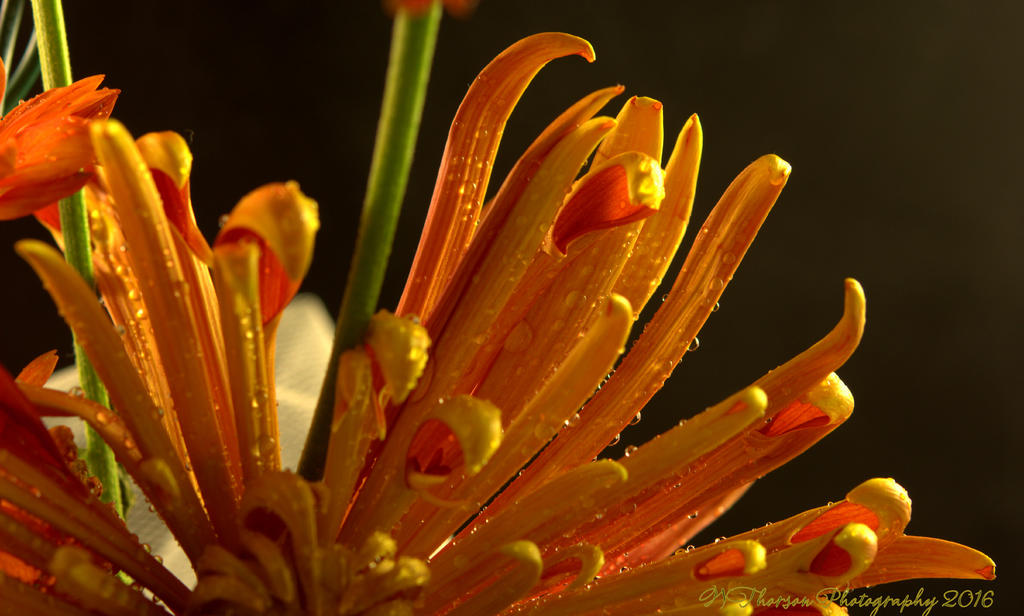 Orange Flower 11-2-2016.jpg