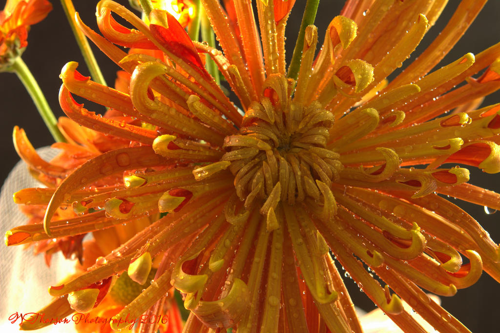 Orange Flower #2 11-2-2016.jpg