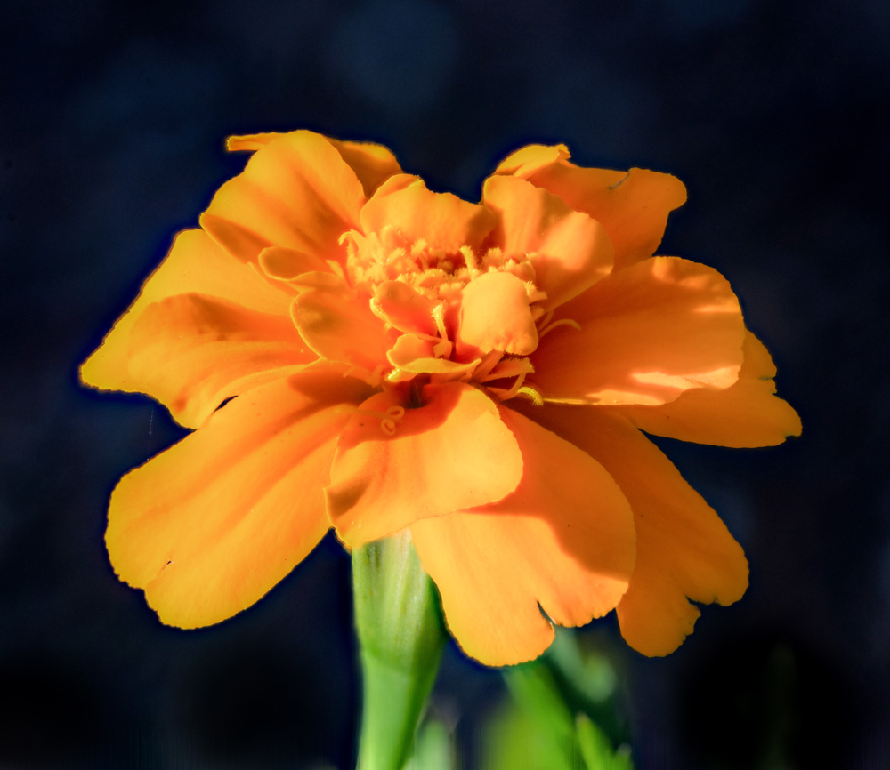 orange flower-2.jpg