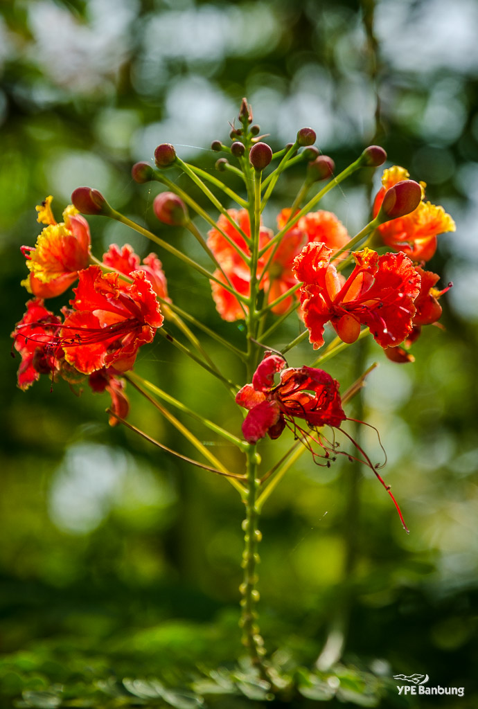 orange-flower1-1.jpg