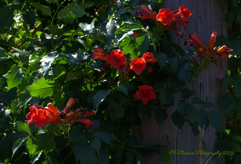 Orange Flowers 8-3-2016.jpg