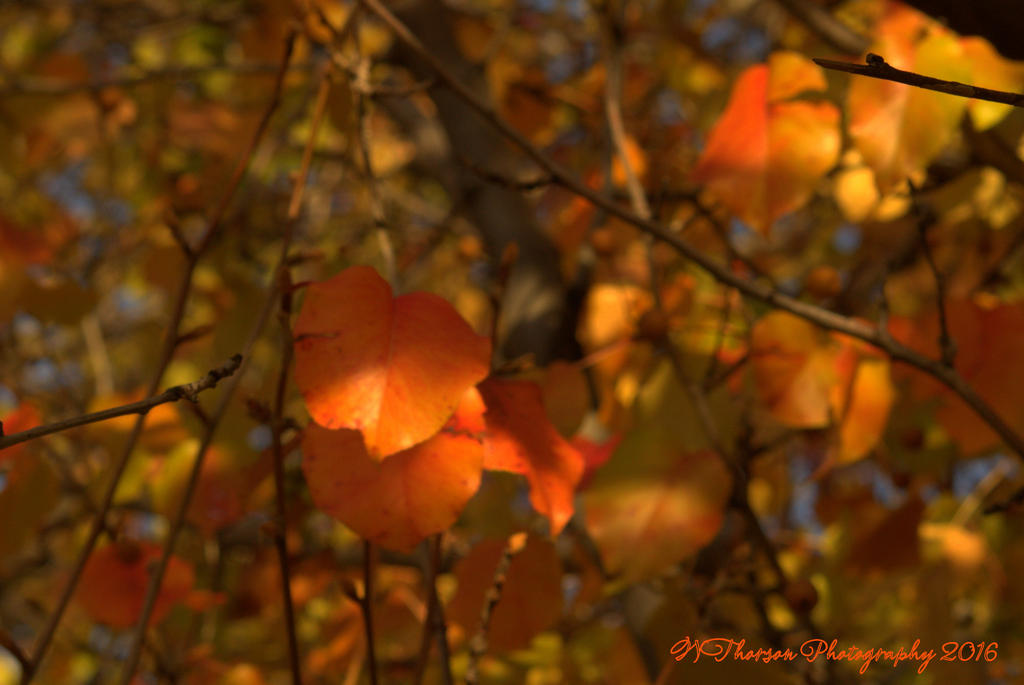 Orange Leaves 11-25-2016.jpg