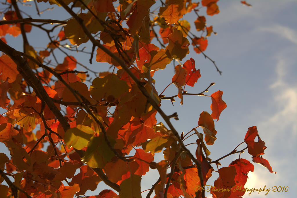 Orange Leaves #2 11-25-2016.jpg