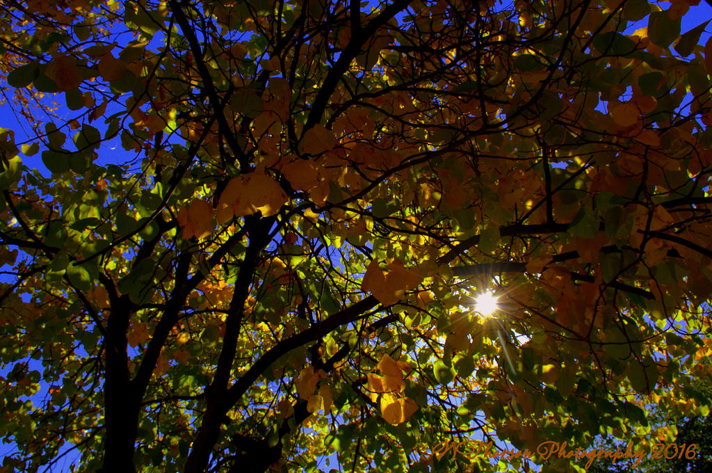 Orange Leaves with Sun Star 10-9-2016.jpg