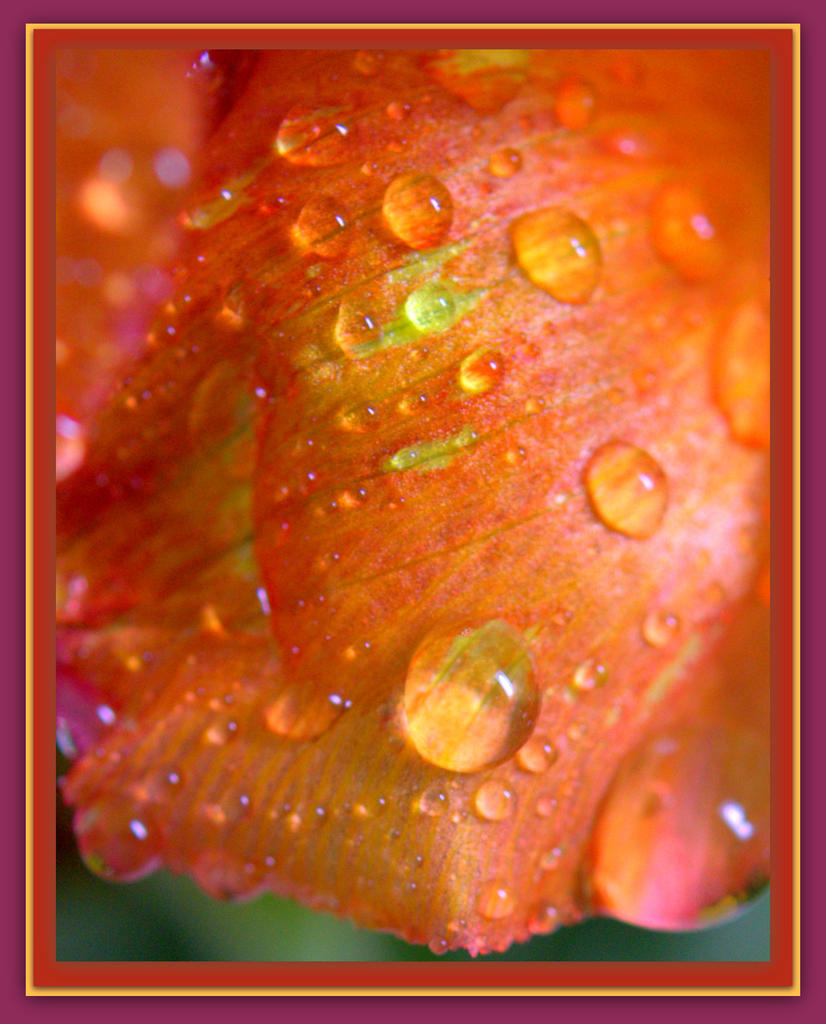 Orange Lilly Close Up with Water Drops.jpg