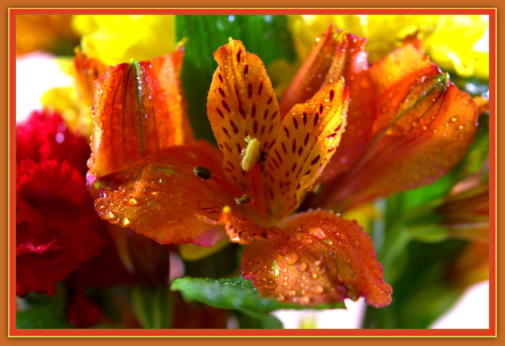Orange Lilly.jpg