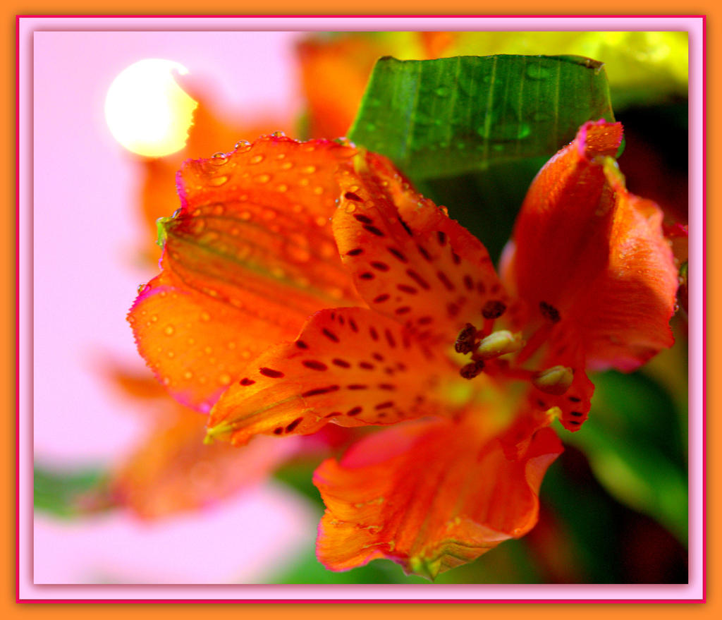 Orange Lilly with Light Bokah.jpg