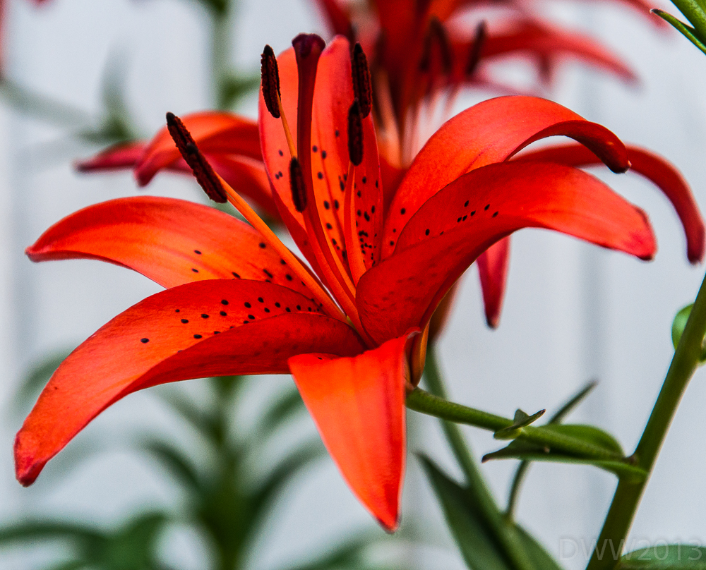 Orange Lily (1 of 1).jpg