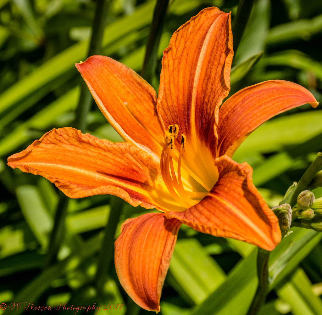 Orange  Lily 7-3-2017.jpg