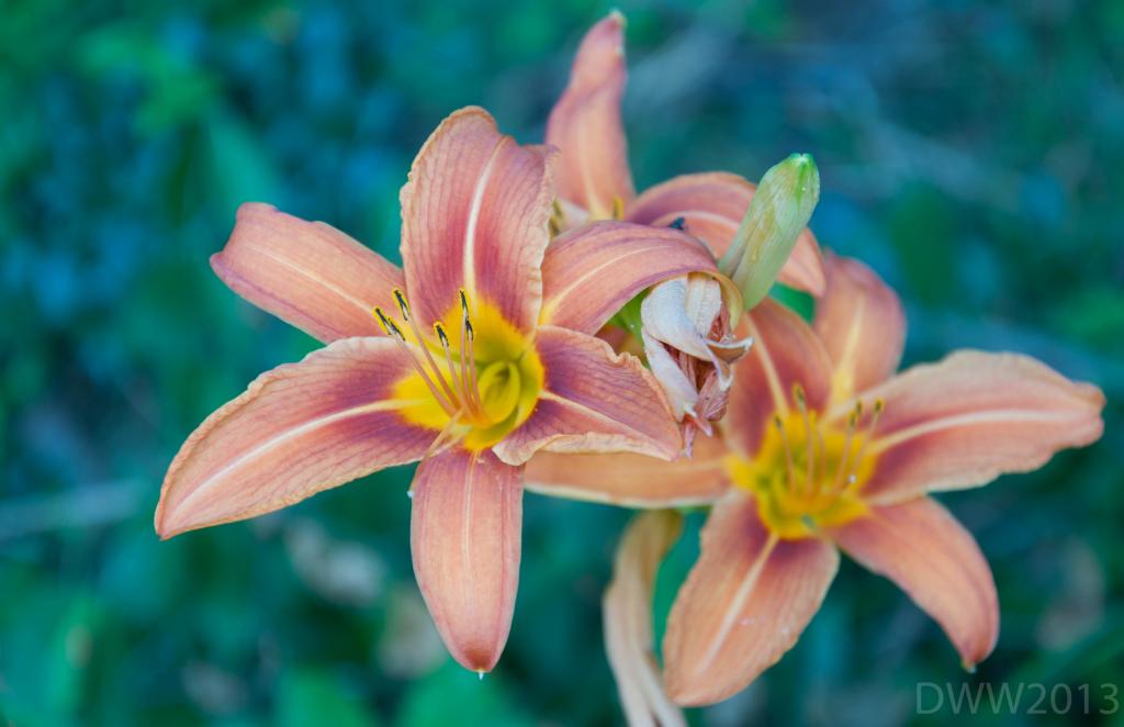 Orange Lily.jpg