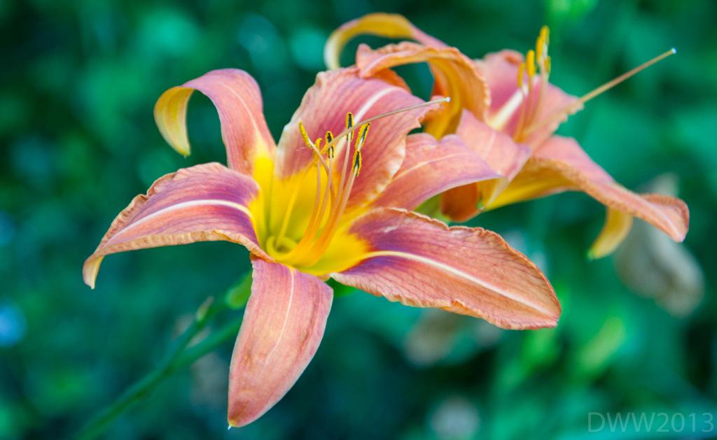 Orange Lily2.jpg