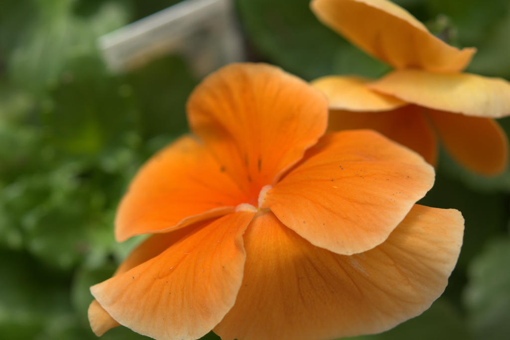 Orange Pansy 3-17-2016.jpg