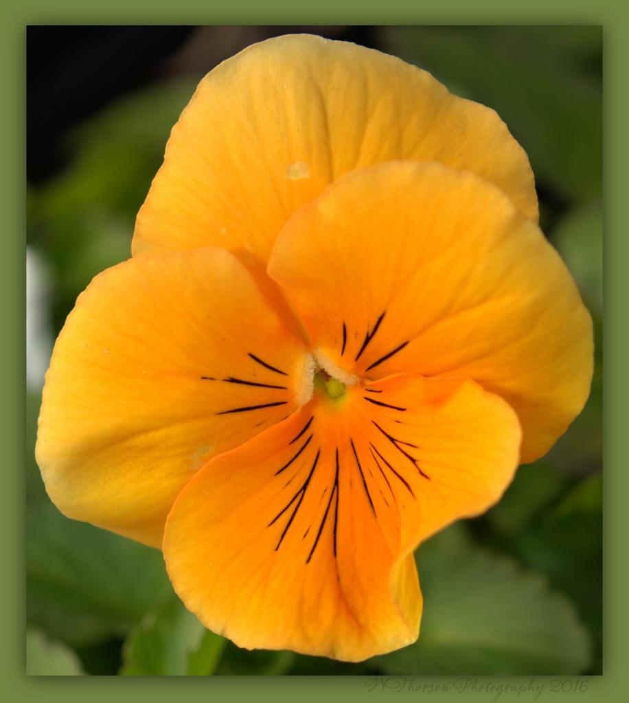 Orange Pansy 4-3-2016.jpg