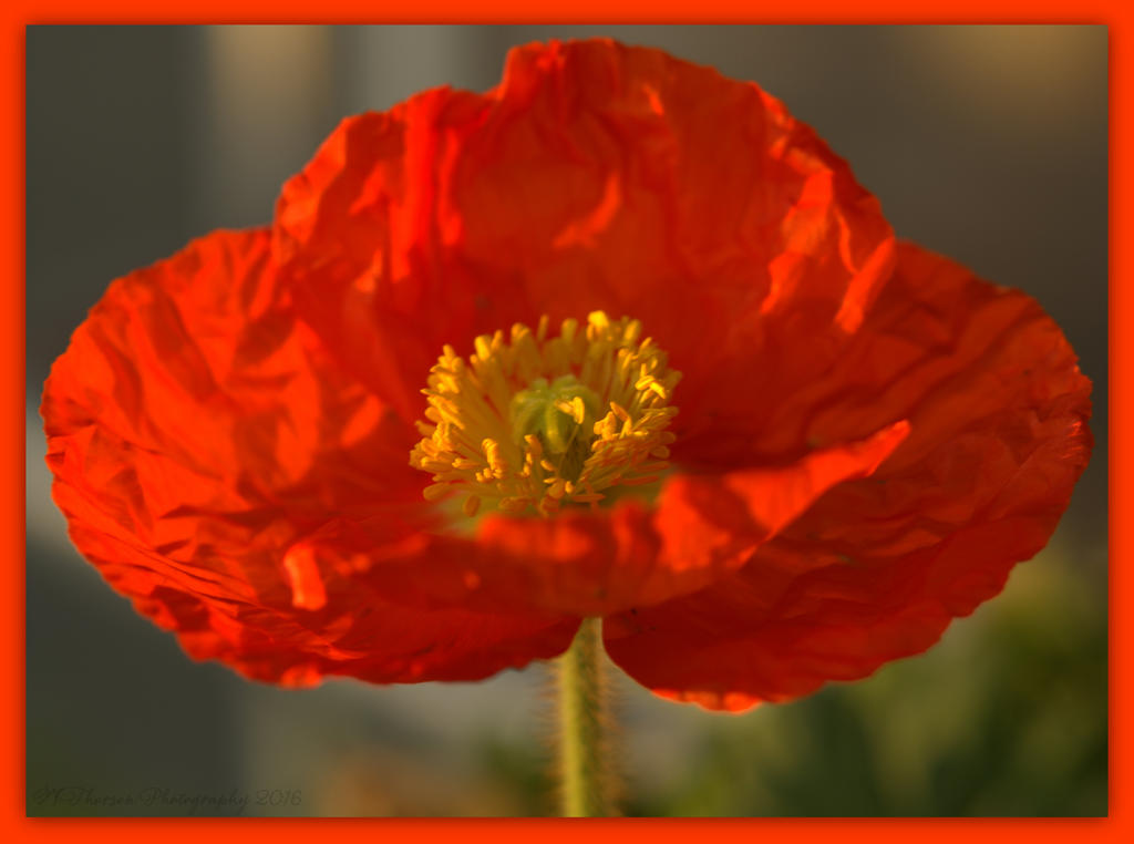 Orange Poppy # 2 4-3-2016.jpg