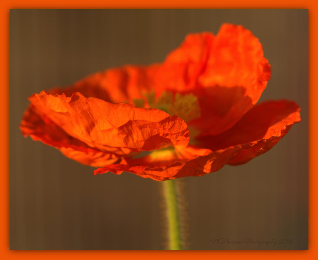 Orange Poppy 4-3-2016.jpg