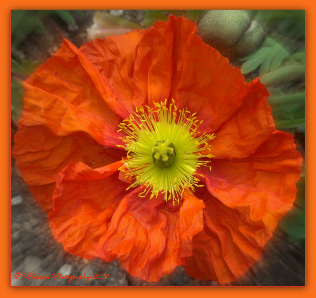 Orange Poppy 4-30-2016.jpg