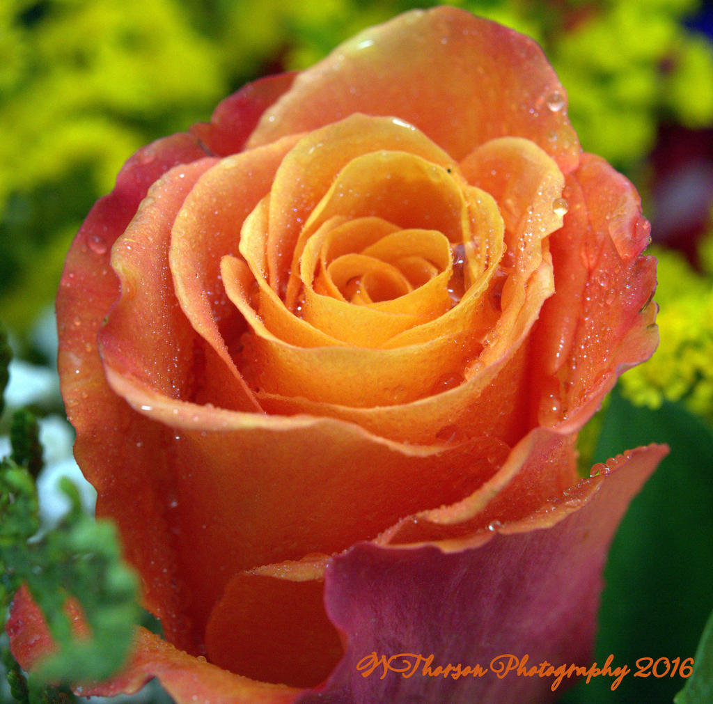 Orange Rose 12-17-2016.jpg