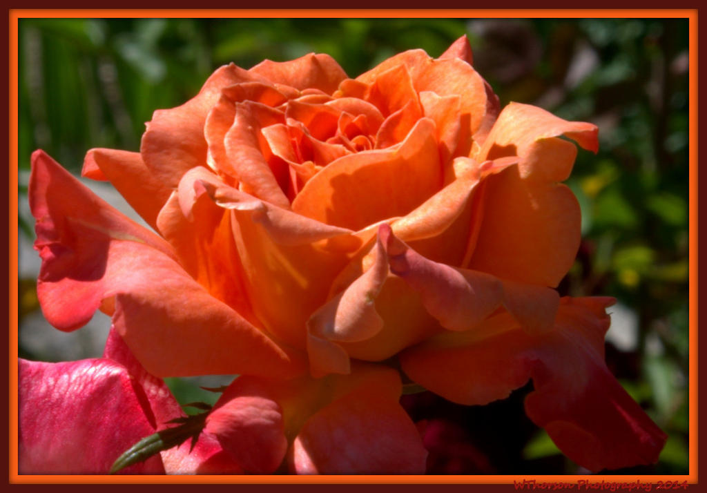 Orange Rose.jpg