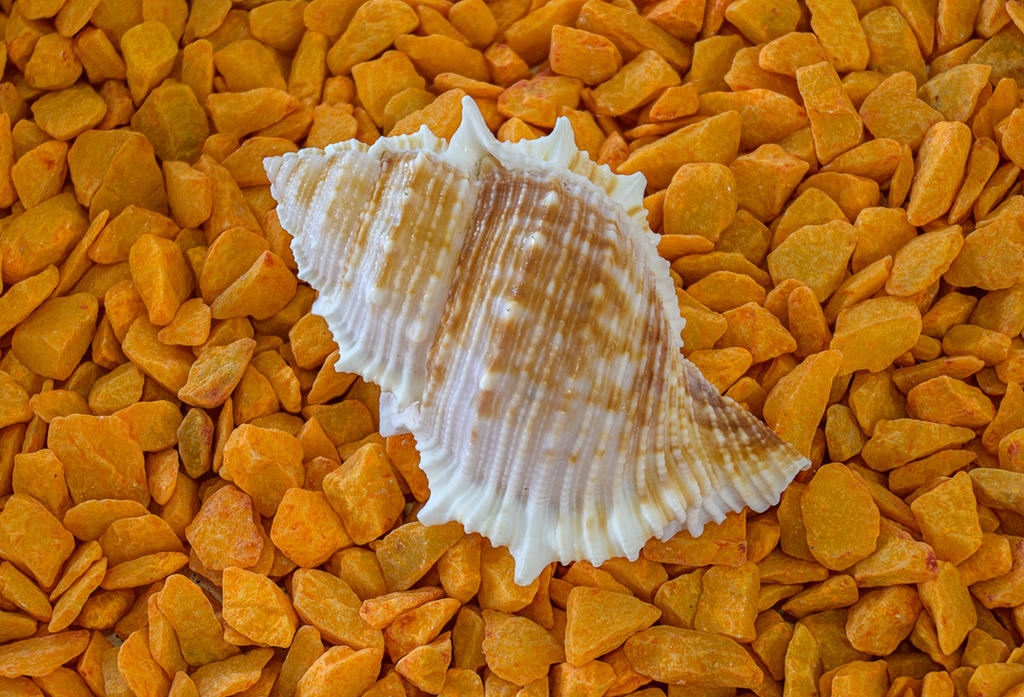 orange-stones-shell-1.jpg