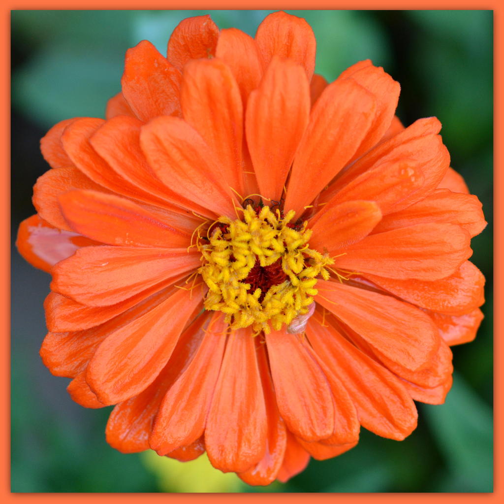 Orange Zinnia after the Rain.jpg