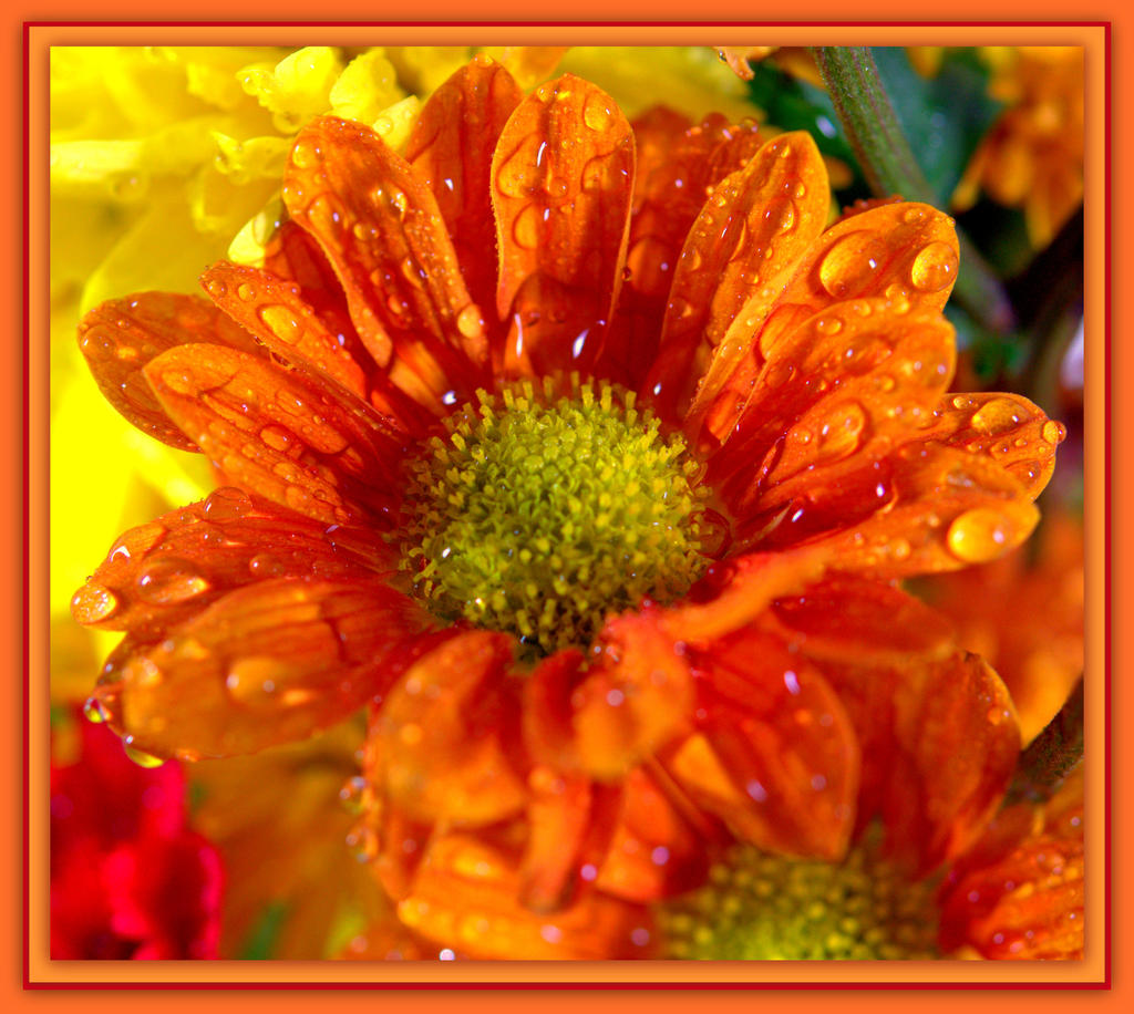Orange Zinnia in a Bouquet.jpg
