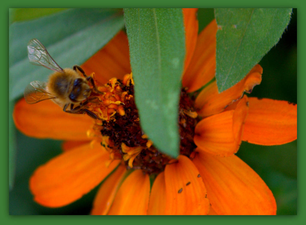 Orange Zinnia with a Bee.jpg