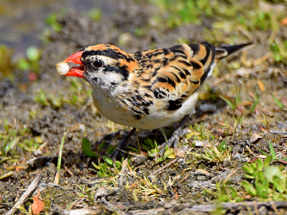 OrangeBeak2.jpg