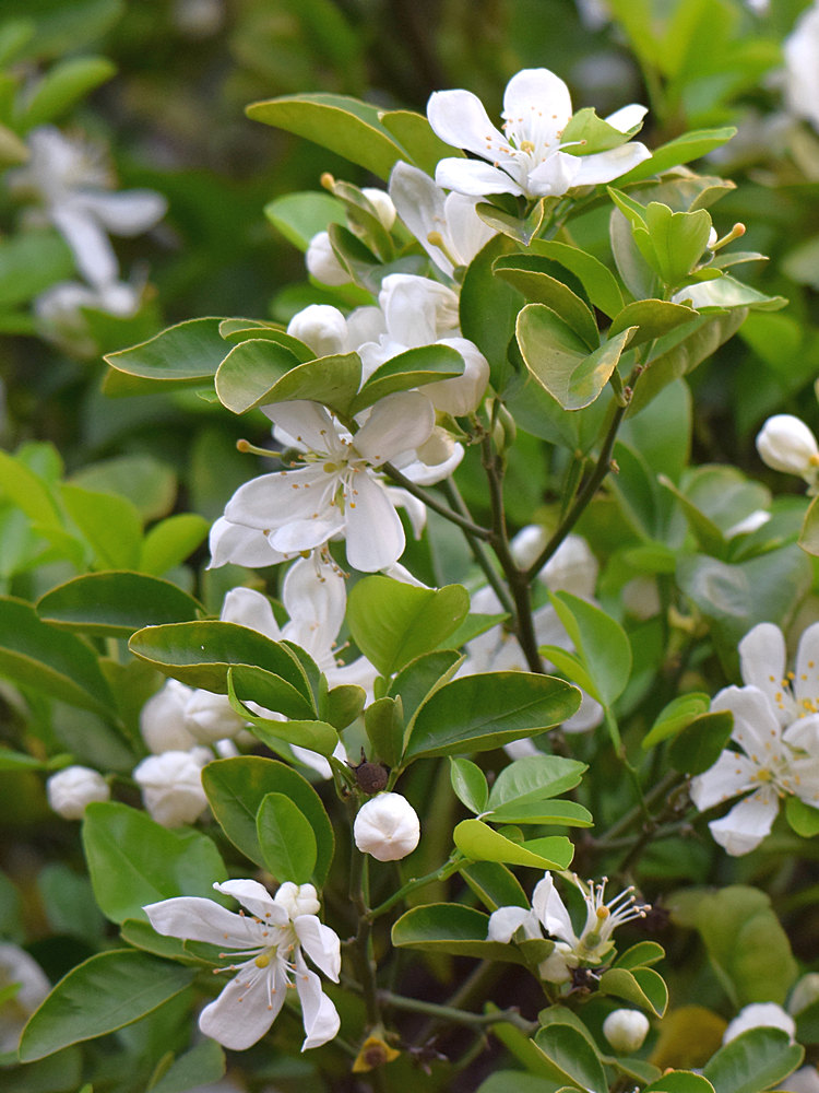 OrangeBlossom.jpg