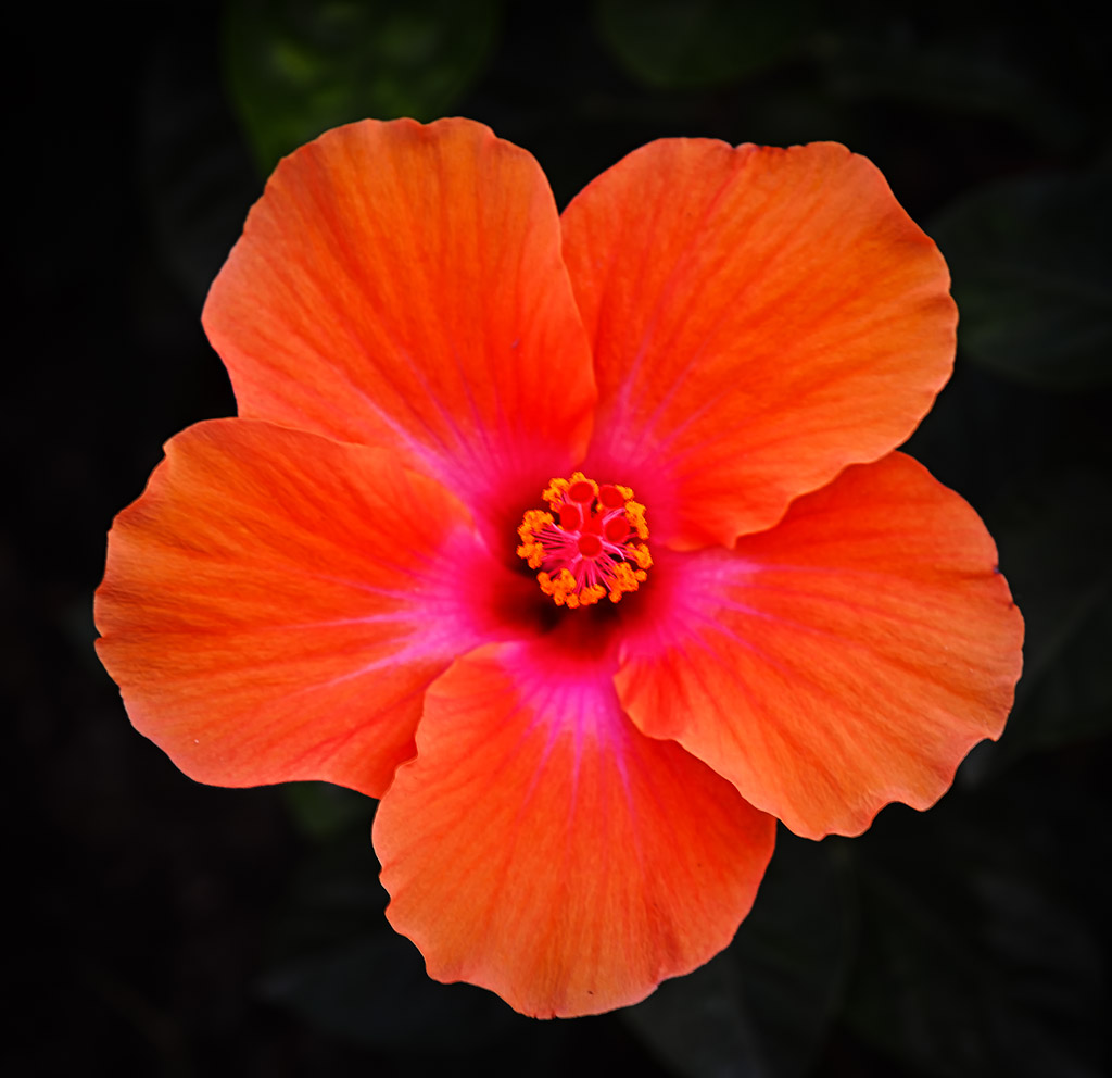 orangeblume-1.jpg