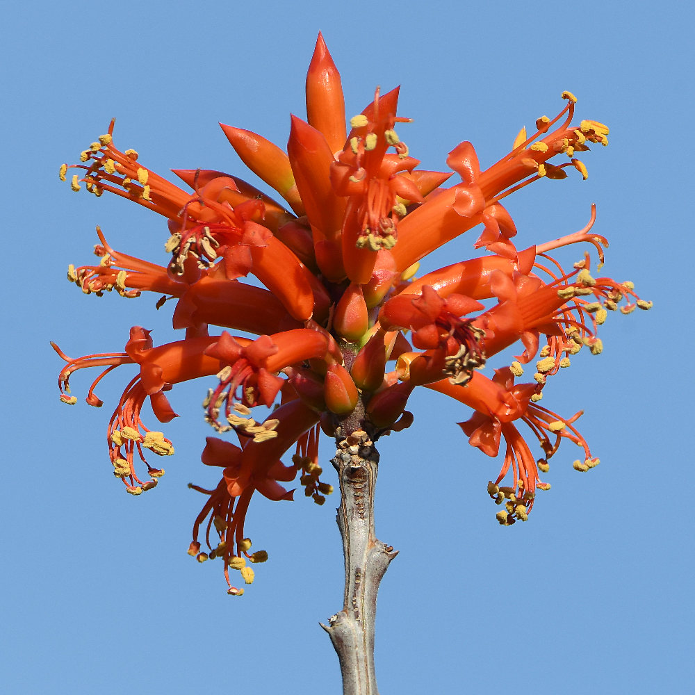 OrangeCactus.jpg