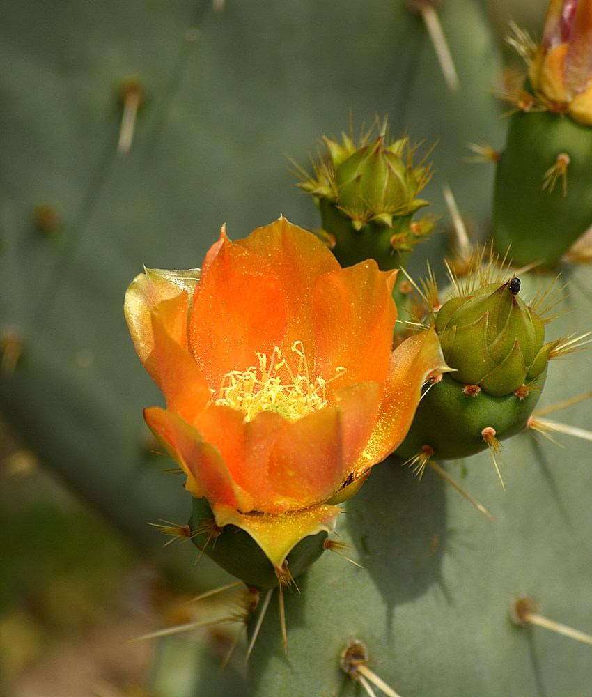 OrangeCactusFlower2.jpg