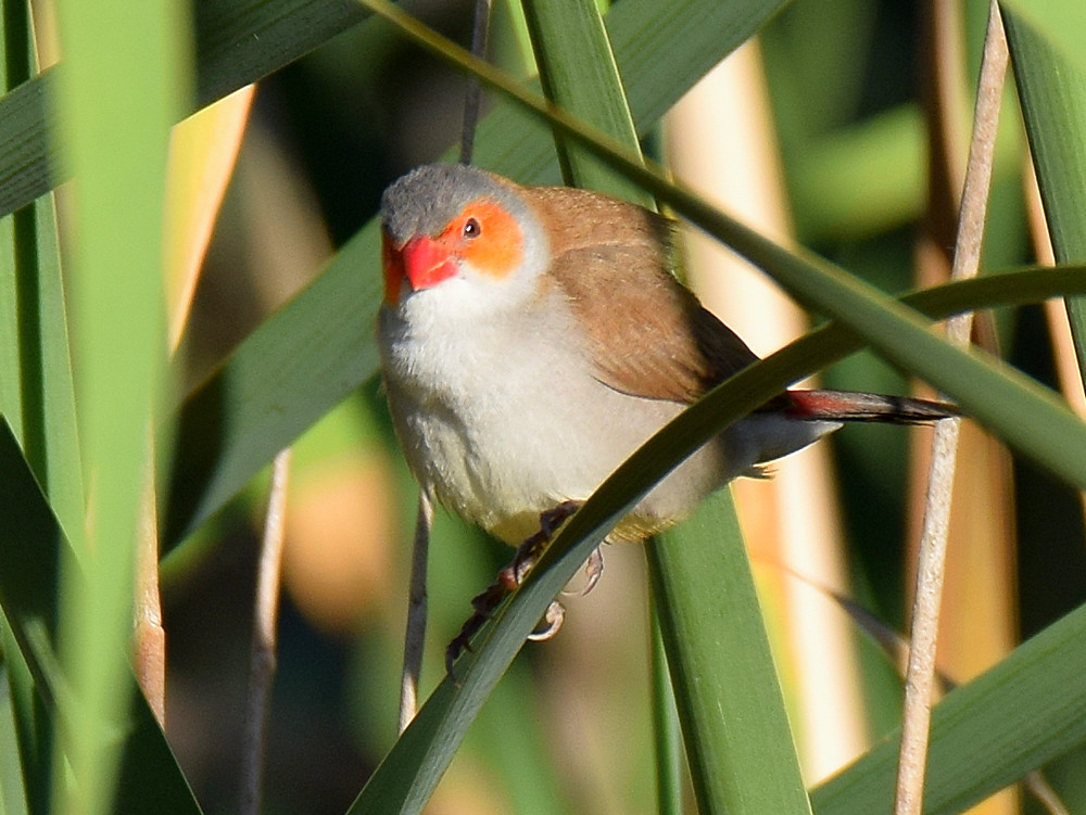 OrangeCheekWaxbill.jpg