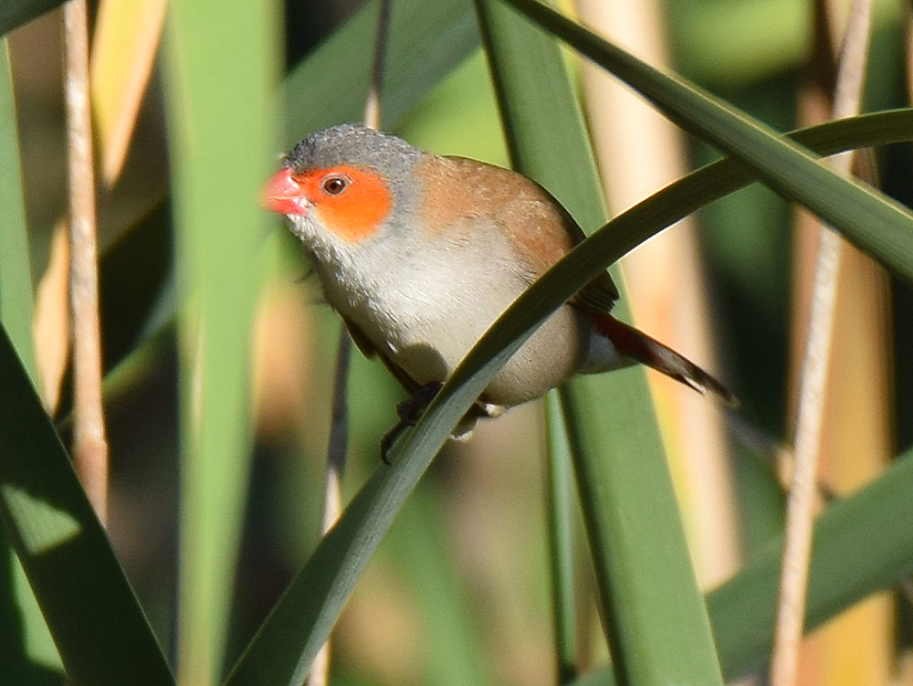 OrangeCheekWaxbill2.jpg