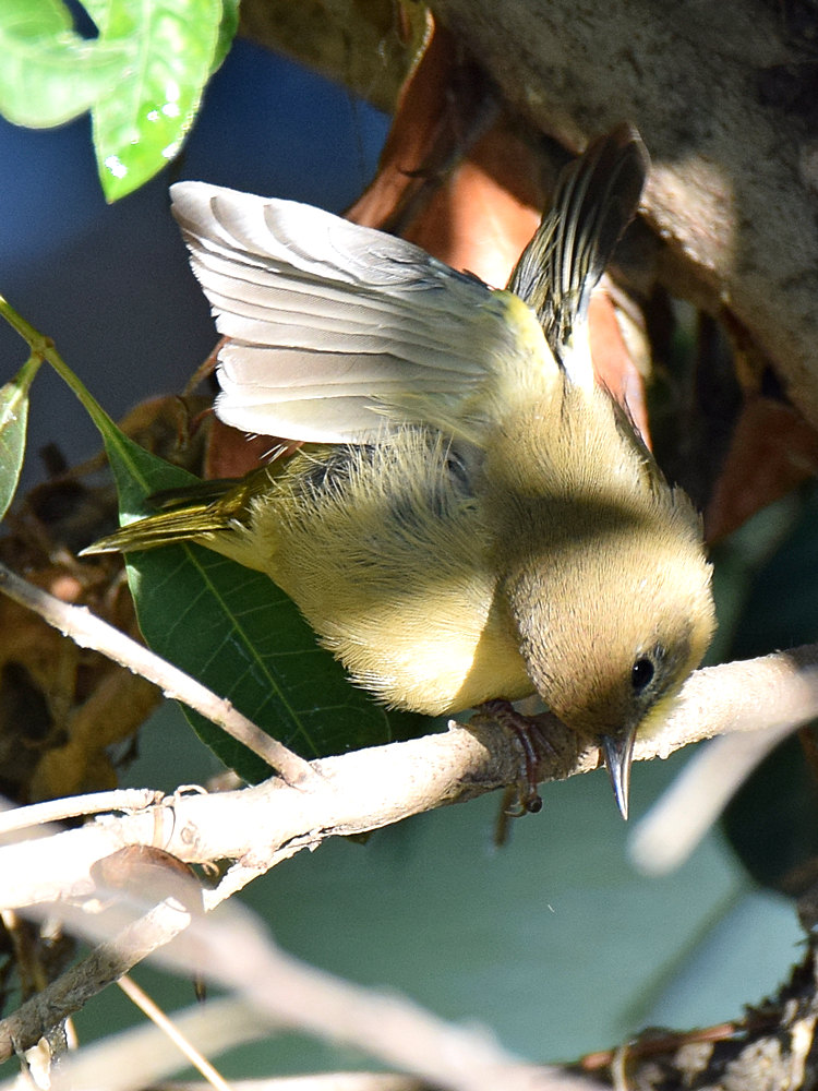 OrangeCrestedWarbler3.jpg
