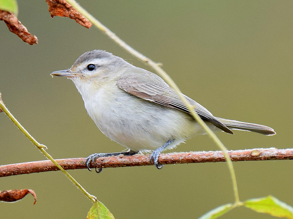 OrangeCrownedWarbler.jpg