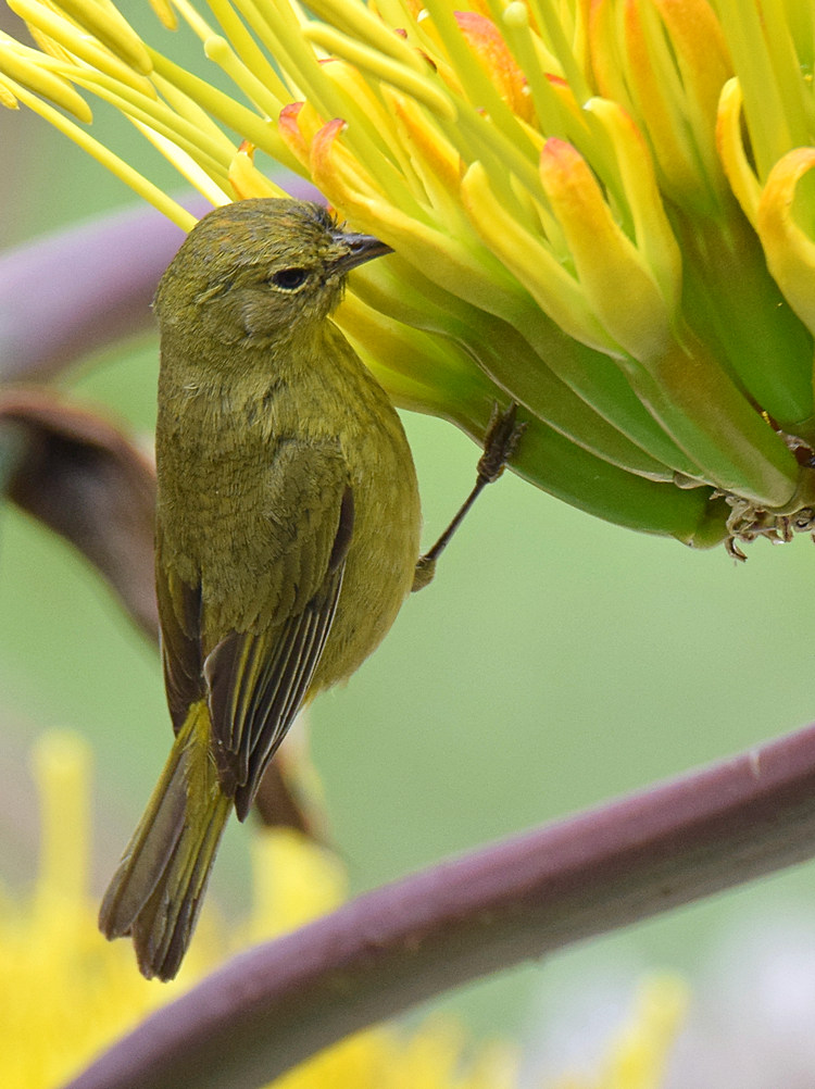 OrangeCrownedWarbler.jpg