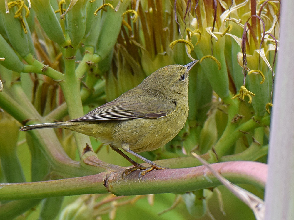 OrangeCrownedWarbler.jpg