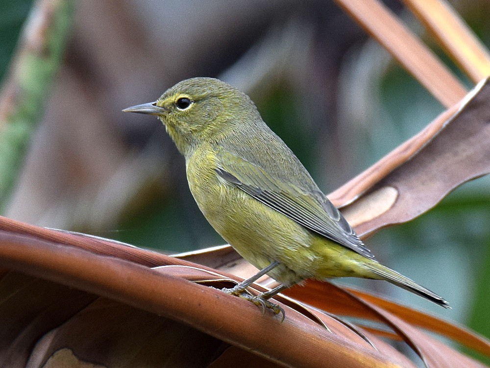 OrangeCrownedWarbler.jpg