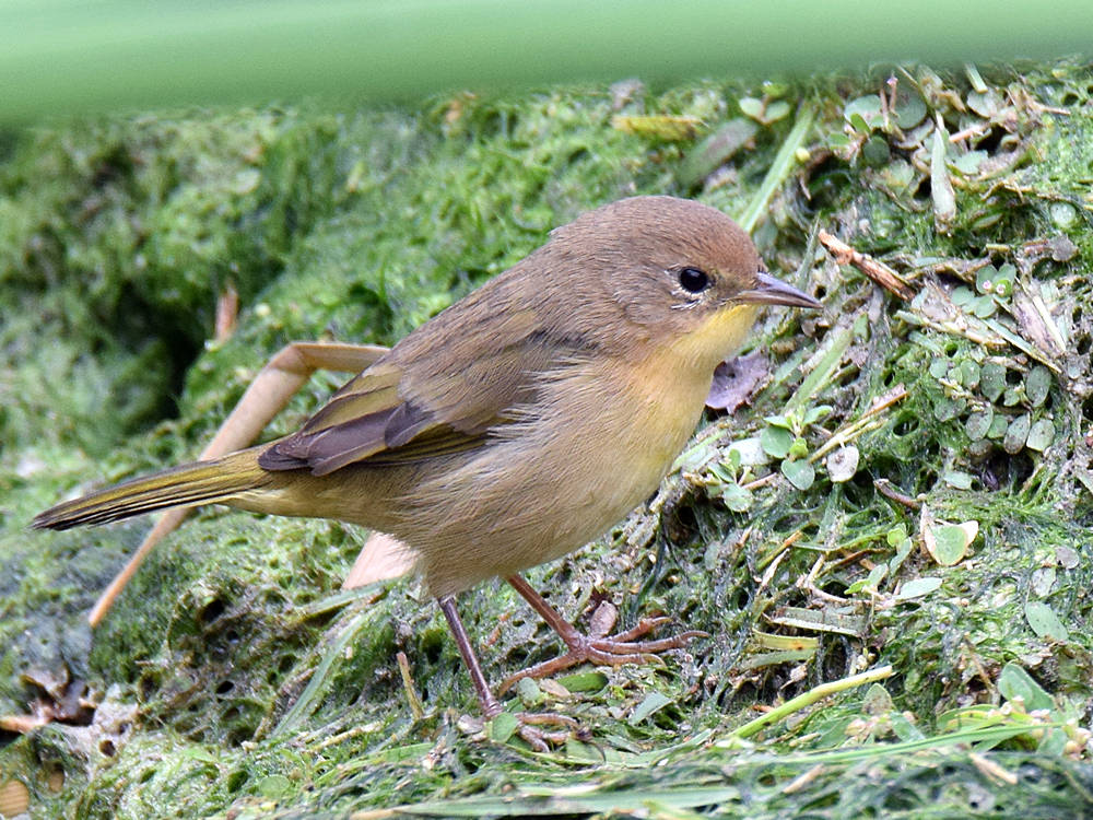 OrangeCrownedWarbler.jpg