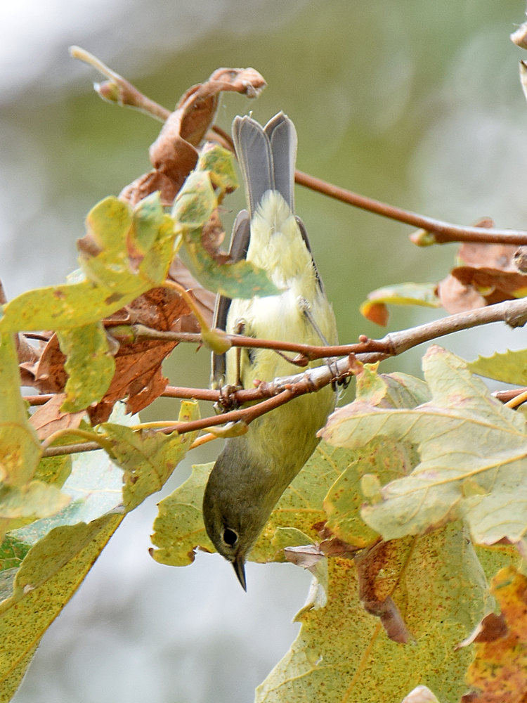 OrangeCrownedWarbler.jpg
