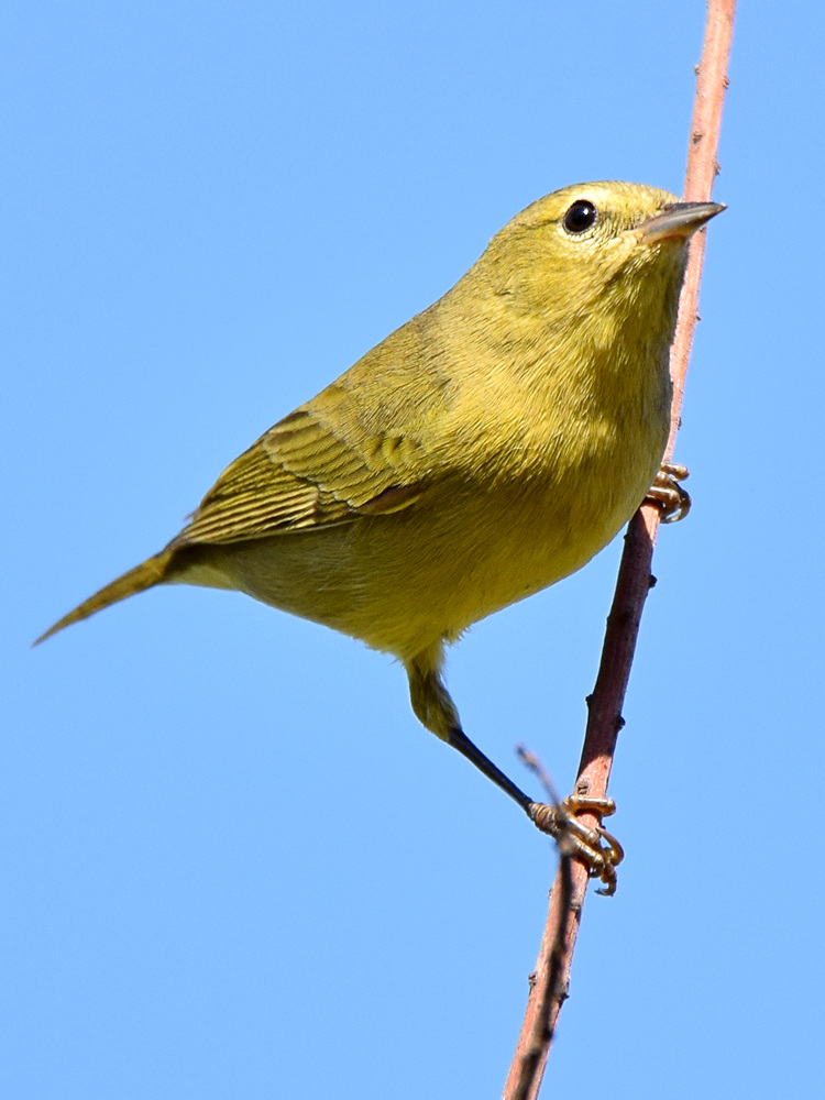 OrangeCrownedWarbler.jpg
