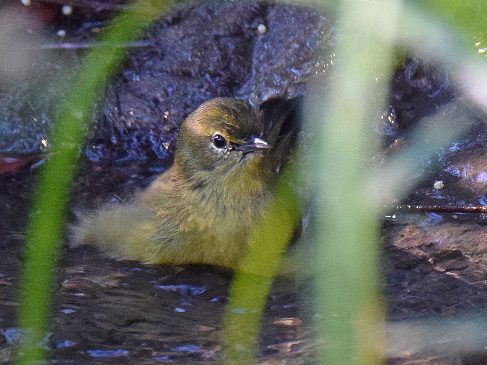 OrangeCrownedWarbler.jpg
