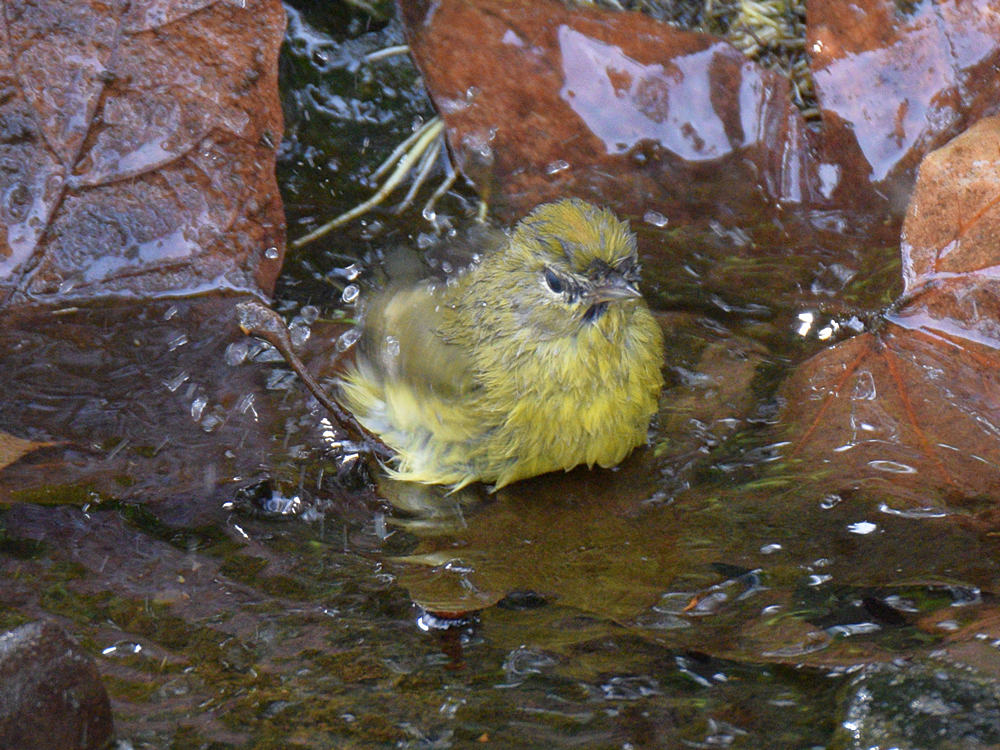 OrangeCrownedWarbler.jpg
