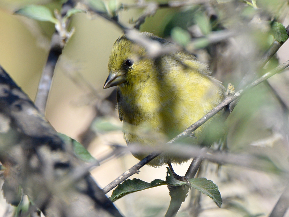OrangeCrownedWarbler.jpg