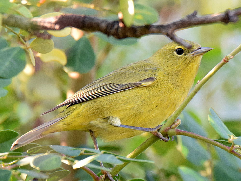 OrangeCrownedWarbler10.jpg