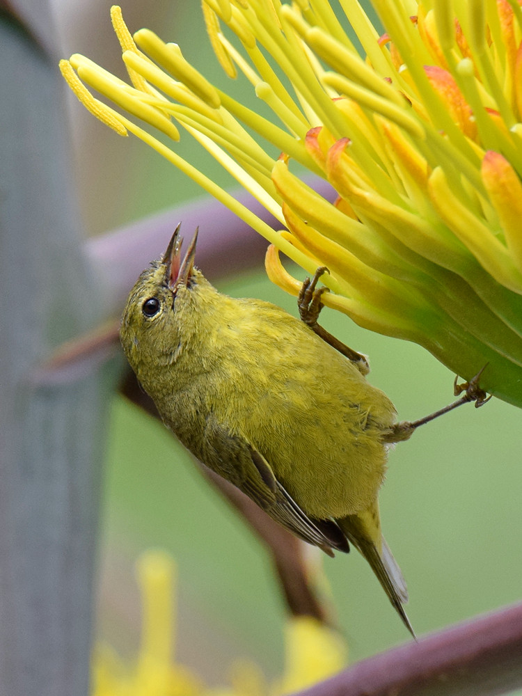 OrangeCrownedWarbler2.jpg