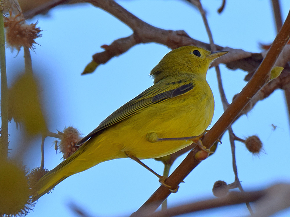 OrangeCrownedWarbler2.jpg