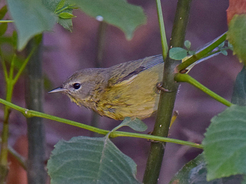 OrangeCrownedWarbler2.jpg